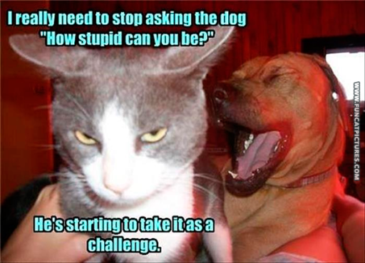 funny-cat-pictures-stupid-dog.png